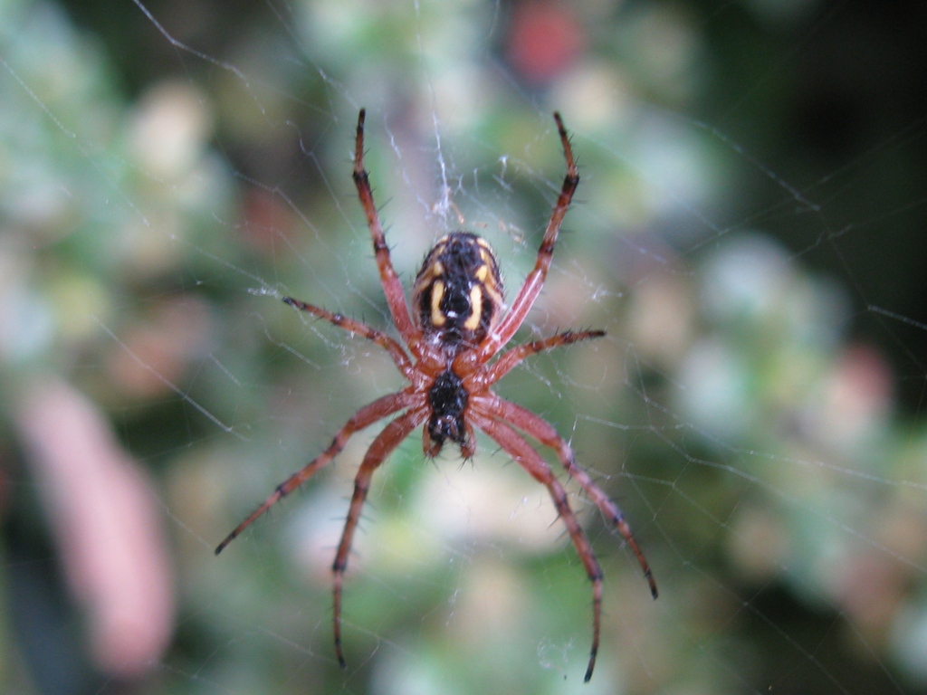 Neoscona adianta